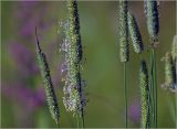 Phleum pratense