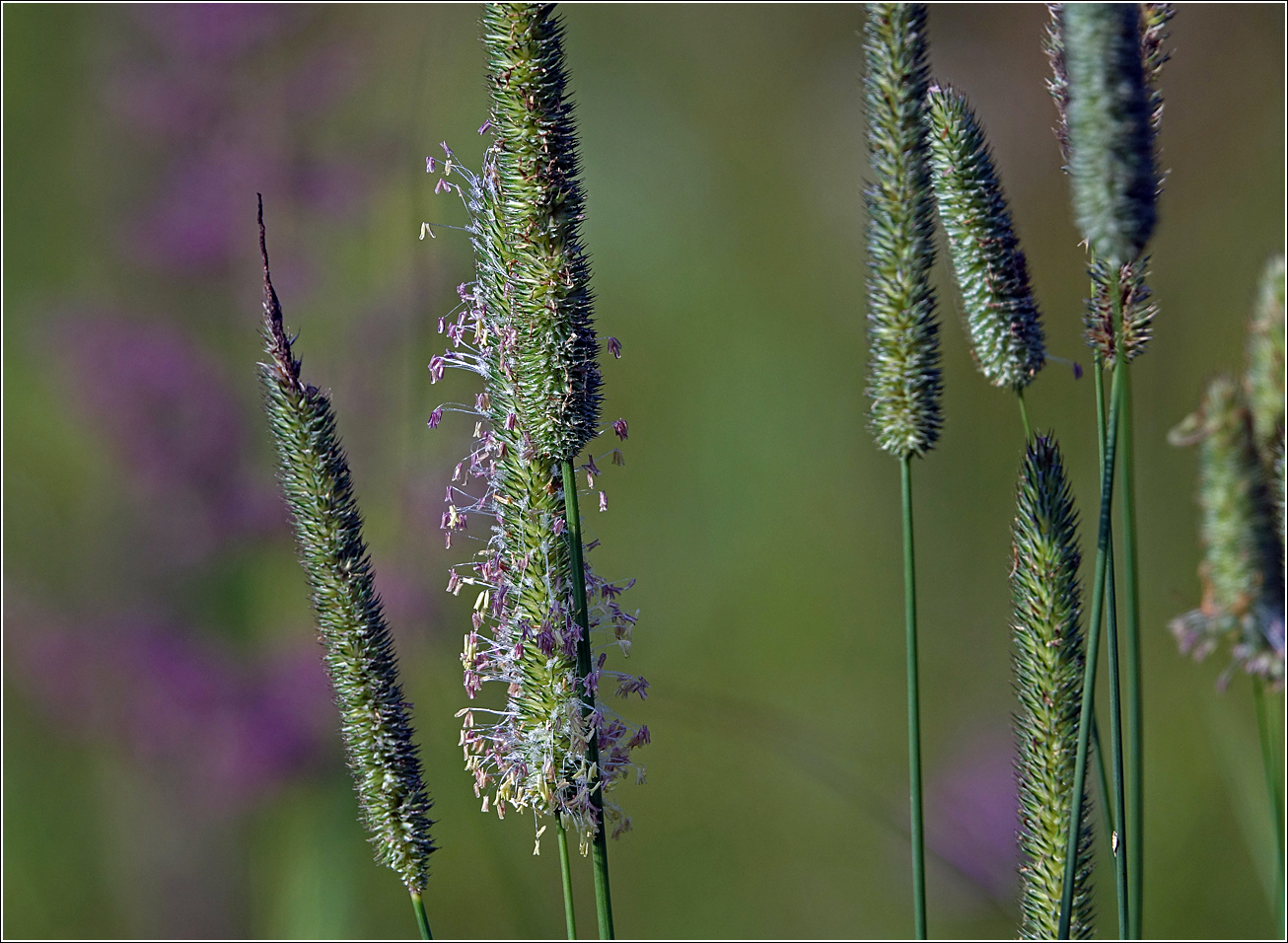 Изображение особи Phleum pratense.