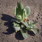 Brassica variety capitata