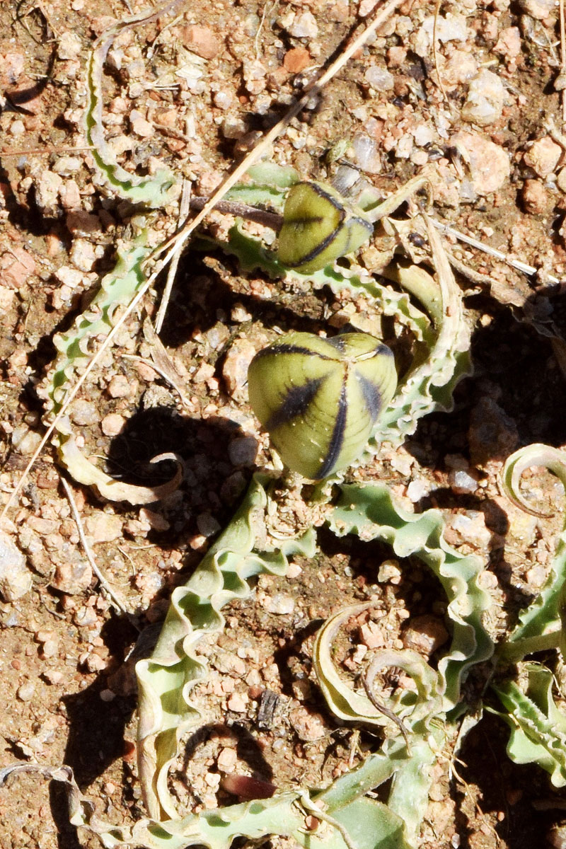Image of genus Tulipa specimen.