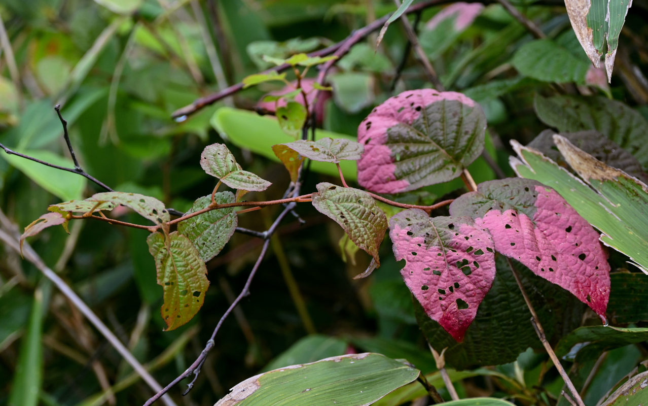 Изображение особи Actinidia kolomikta.