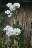 familia Boraginaceae. Соцветие. Карачаево-Черкесия, Карачаевский р-н, Большой Кавказ, левый борт ущелья Чунгур-Джар, восточный склон хребта под перевалом Доломиты Южный, ≈ 2870 м н.у.м., травянистый склон 22.07.2023.