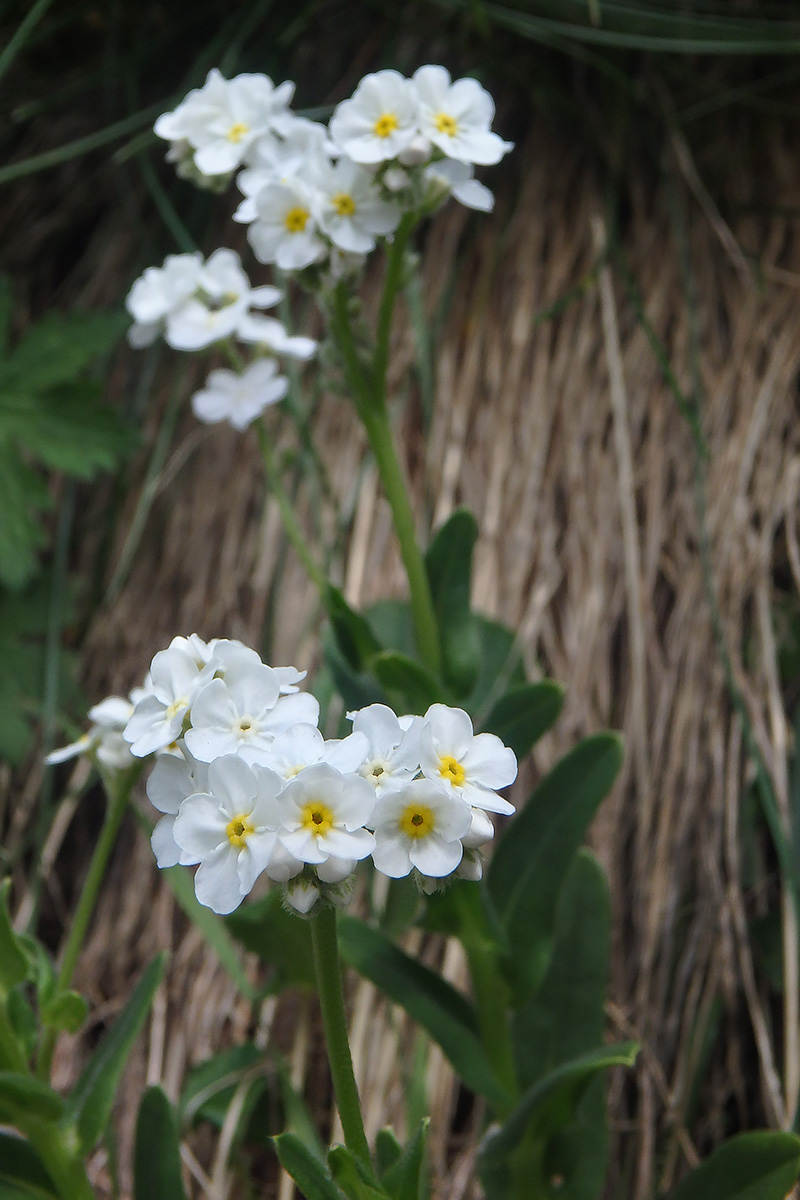 Изображение особи семейство Boraginaceae.