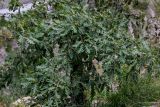 Quercus dalechampii. Ветви вегетирующего дерева. Чечня, Итум-Калинский р-н, Аргунское ущелье, обрывистый каменистый склон. 26.07.2022.