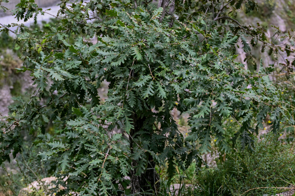 Image of Quercus calcarea specimen.