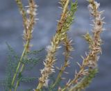 Myricaria bracteata