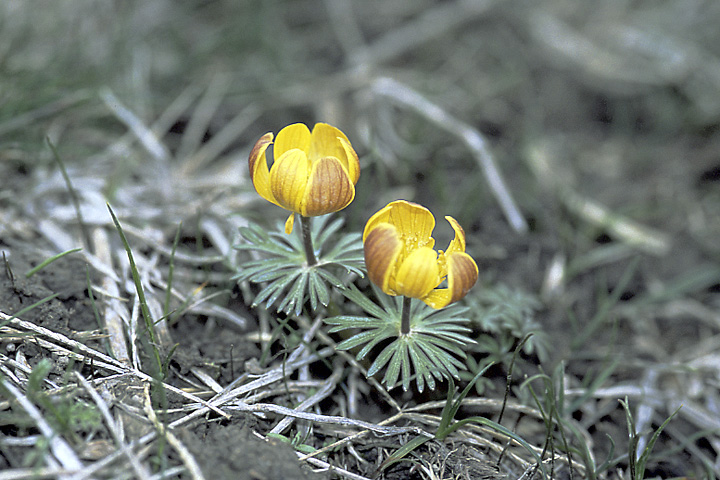 Image of Eranthis longistipitata specimen.