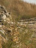 Artemisia scoparia. Отцветающее растение. Крым, Севастополь, Крепость Каламита. 25.09.2010.