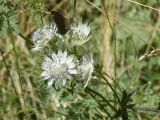 Astrantia major. Частные соцветия с сидящей бабочкой. Испания, автономное сообщество Каталония, провинция Жирона, комарка Рипольес, муниципалитет Сеткасес, окр. н.п. Сеткасес, ≈1300 м н.у.м., верховья р. Тер, небольшая пересыхающая излучина, высокотравные заросли. 27.07.2021.