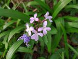 Cardamine quinquefolia. Соцветие с цветками и бутонами (внизу - цветки Scilla bifolia). Краснодарский край, городской округ Сочи, Хостинский р-н, туристическая тропа \"Орлиные скалы\", широколиственный лес. 17.03.2023.