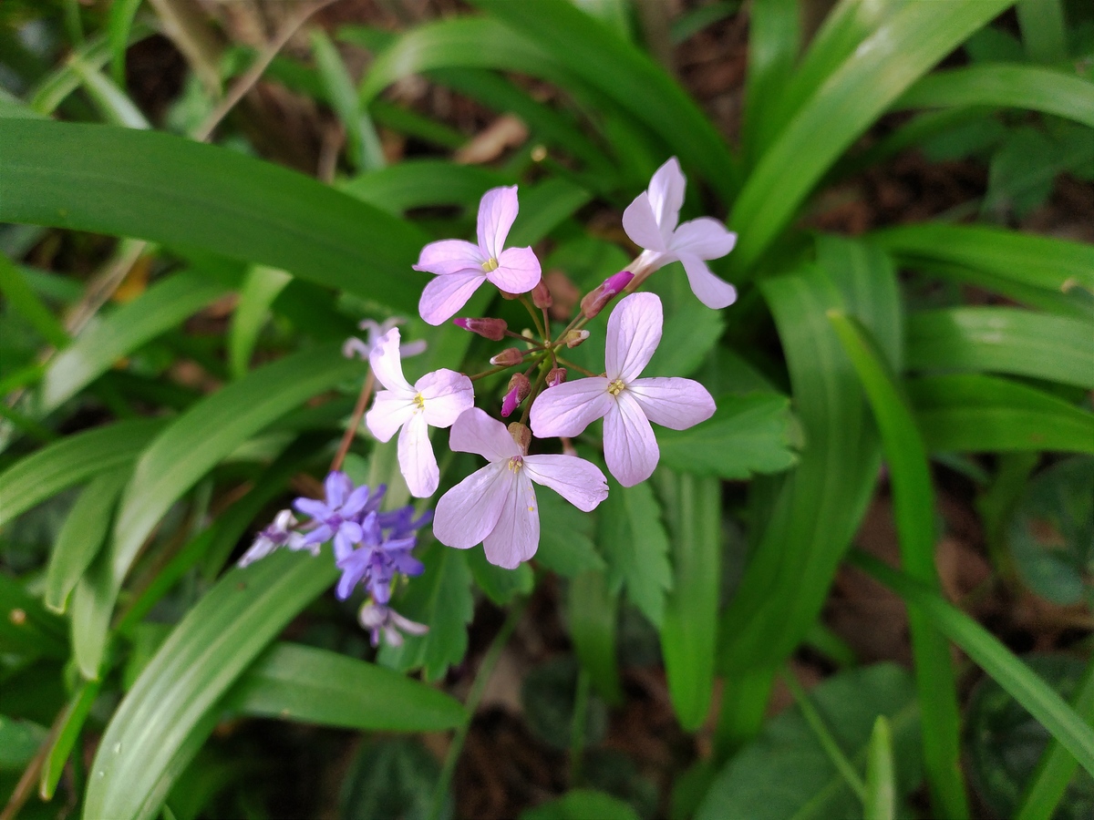 Image of Cardamine quinquefolia specimen.