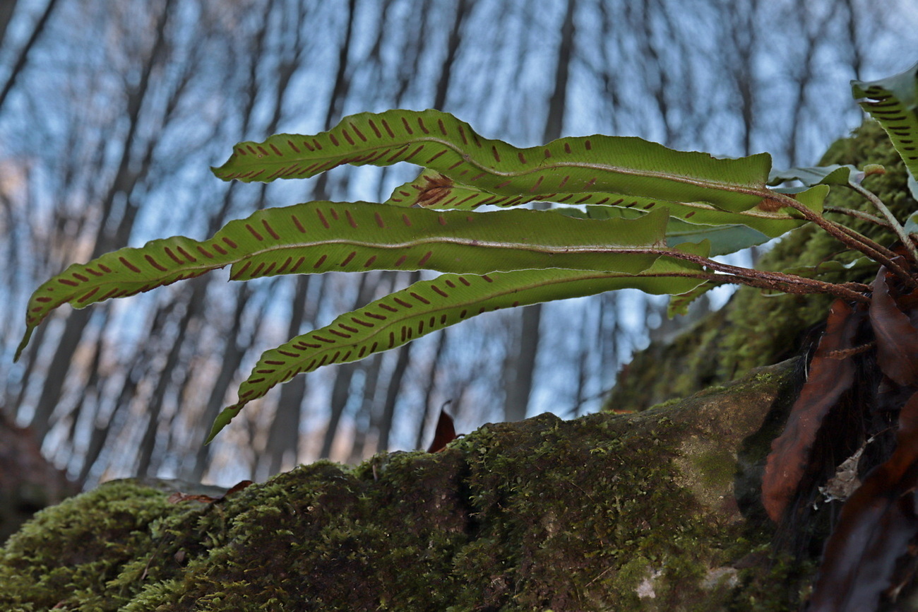 Image of Phyllitis scolopendrium specimen.