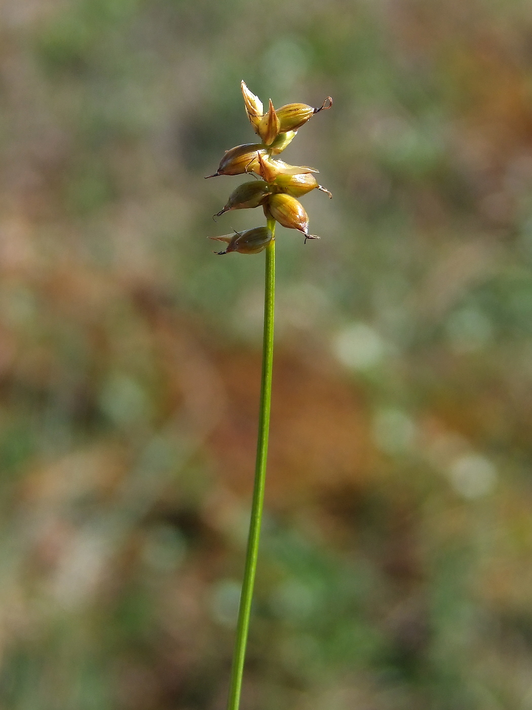 Image of Carex gynocrates specimen.