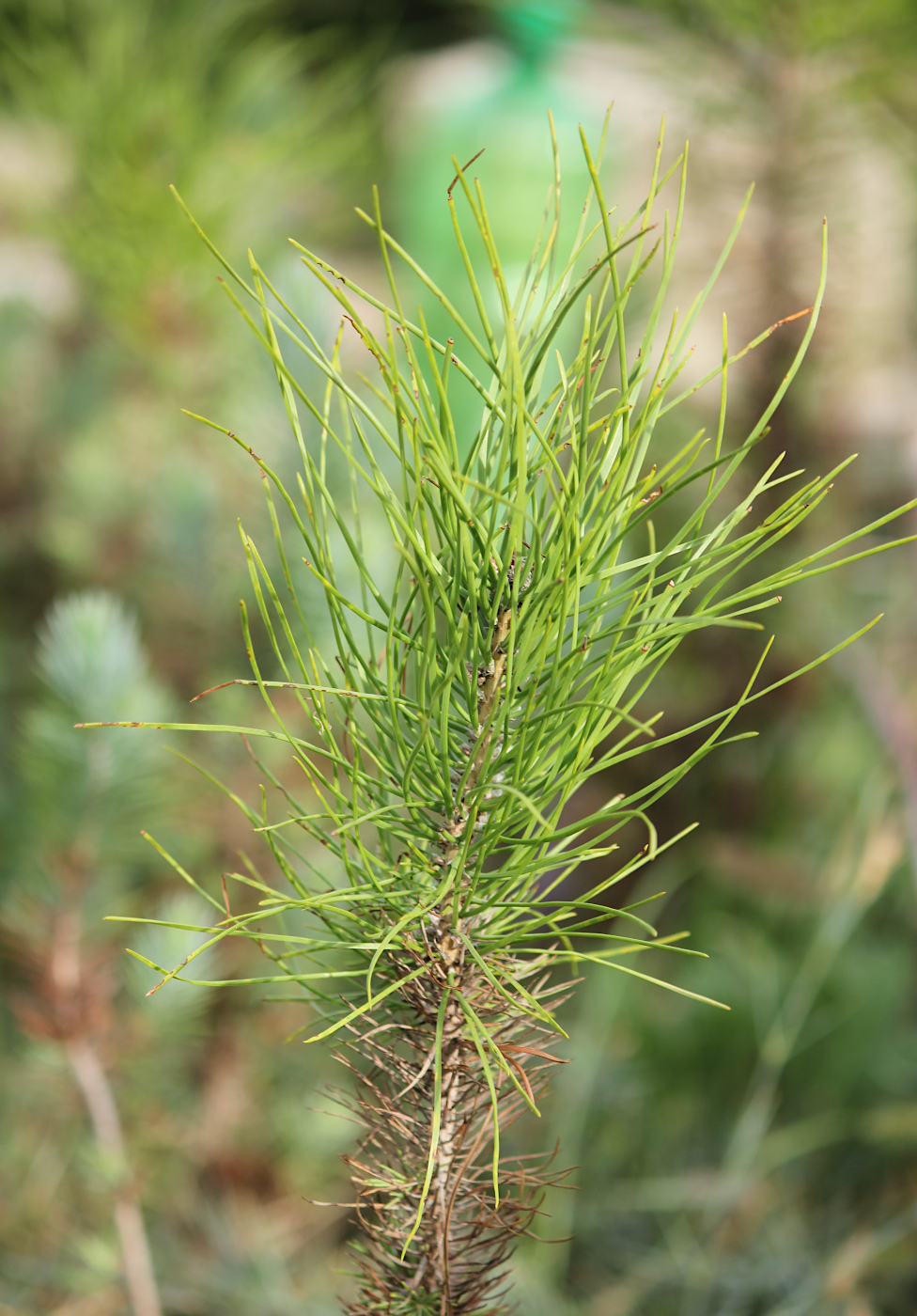 Изображение особи Pinus pinea.