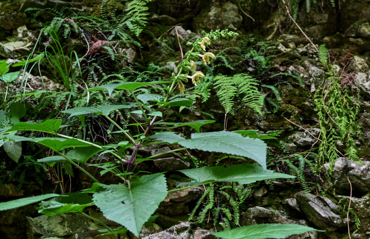 Изображение особи Salvia glutinosa.