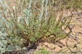 Veronica capsellicarpa