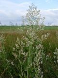 Lepidium latifolium