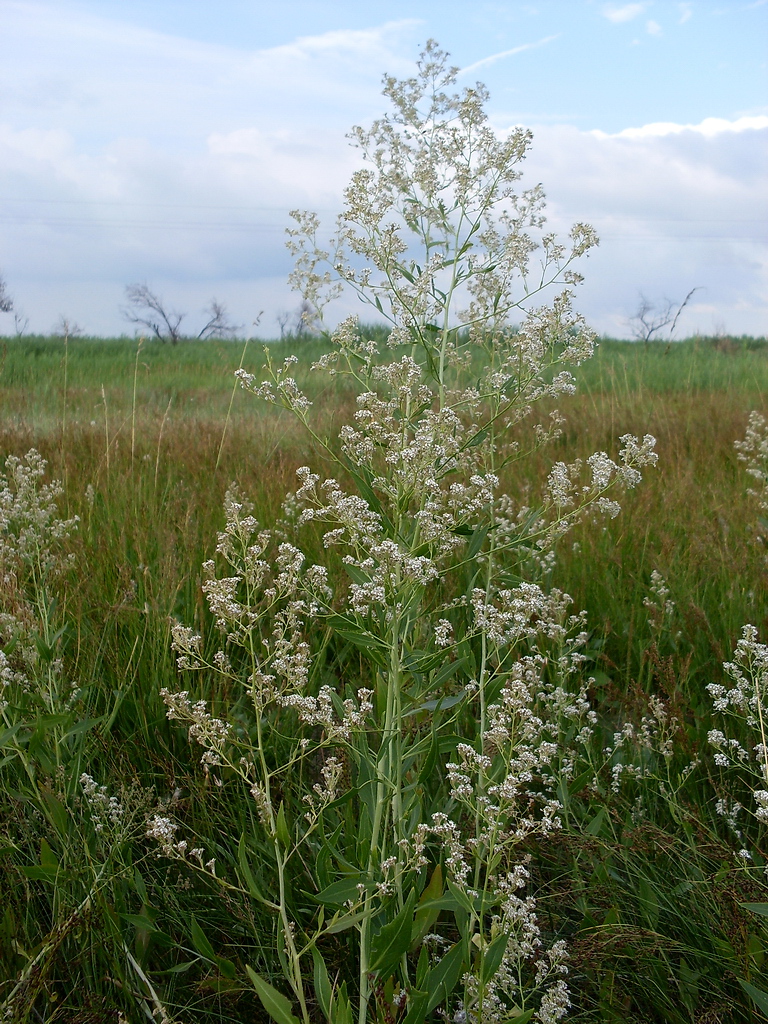 Изображение особи Lepidium latifolium.