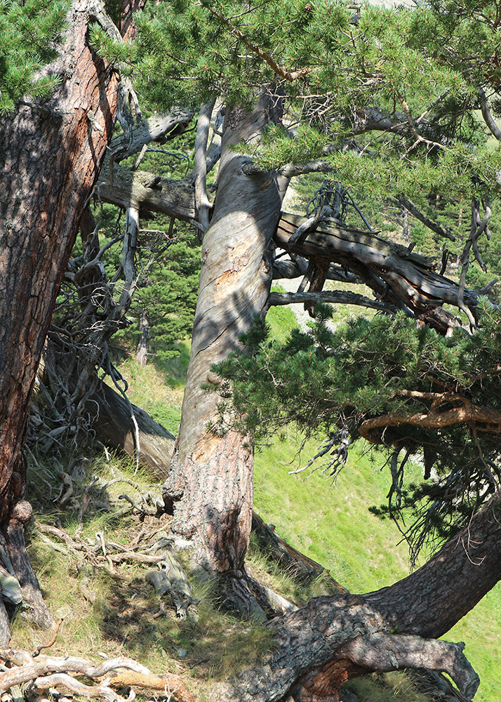 Изображение особи Pinus sylvestris ssp. hamata.