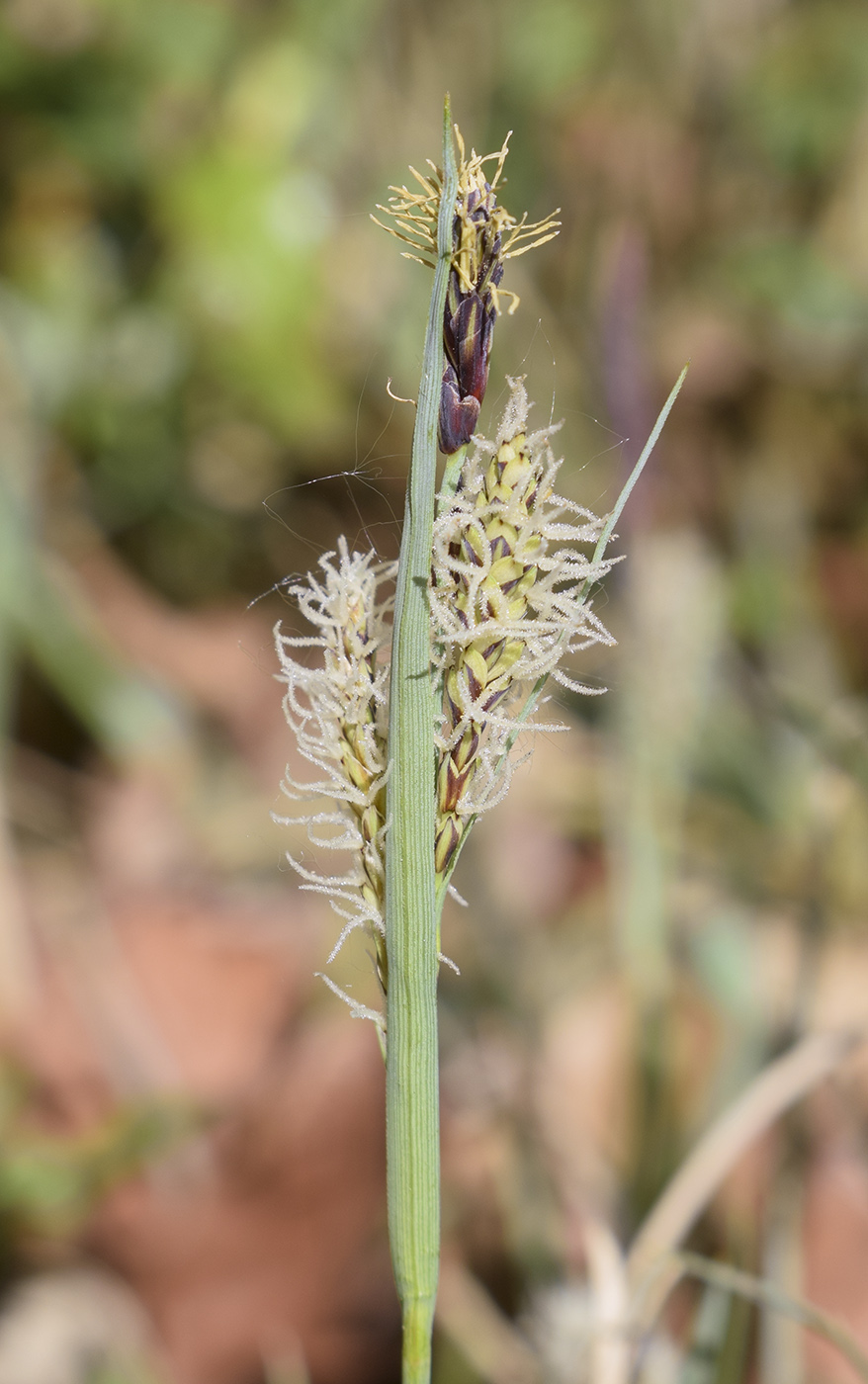 Image of genus Carex specimen.