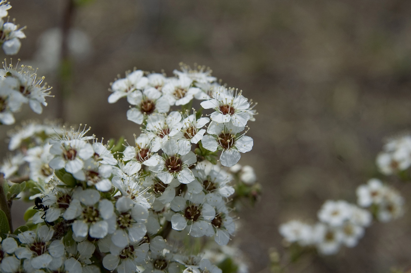 Изображение особи Spiraea aquilegifolia.