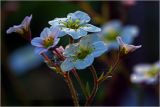 Saxifraga &times; arendsii