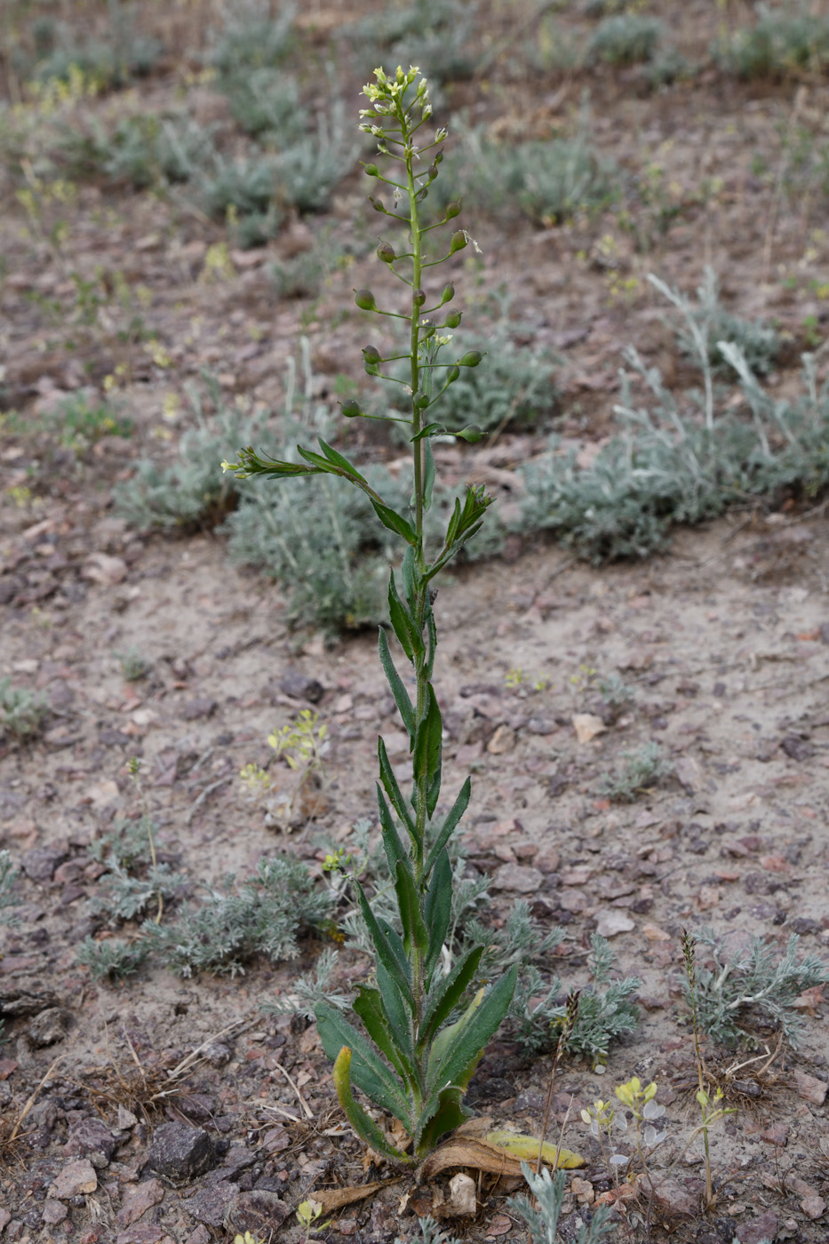 Image of Camelina sylvestris specimen.