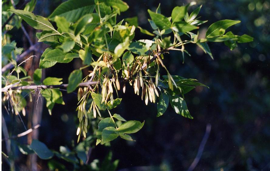 Изображение особи Fraxinus excelsior.