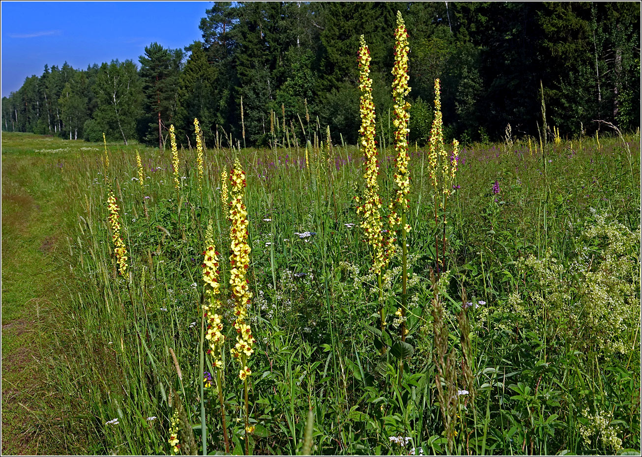 Image of Verbascum nigrum specimen.