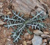 Crupina crupinastrum