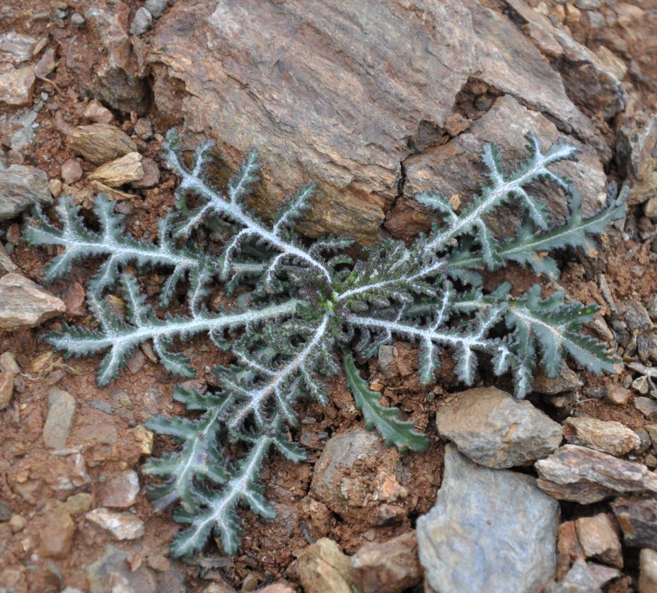 Image of Crupina crupinastrum specimen.