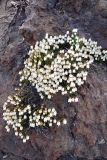 Cassiope lycopodioides