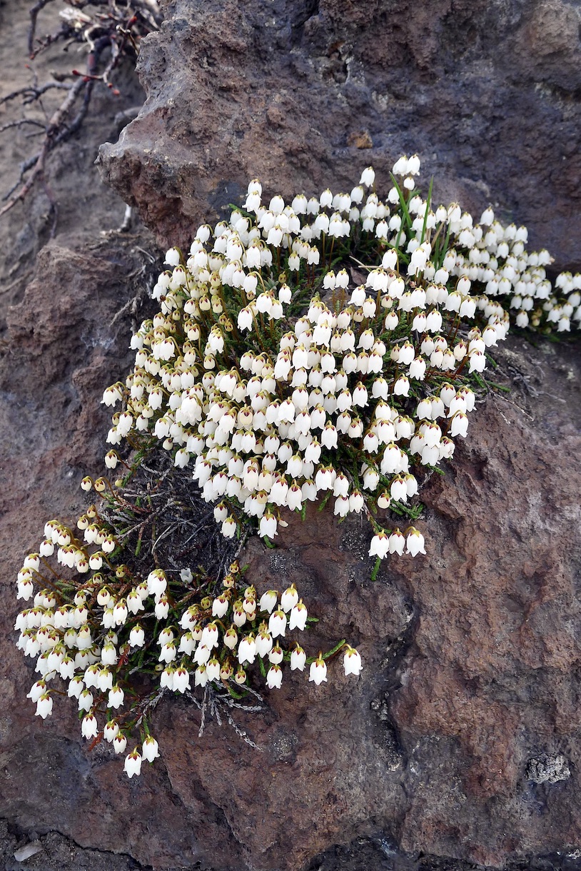 Image of Cassiope lycopodioides specimen.