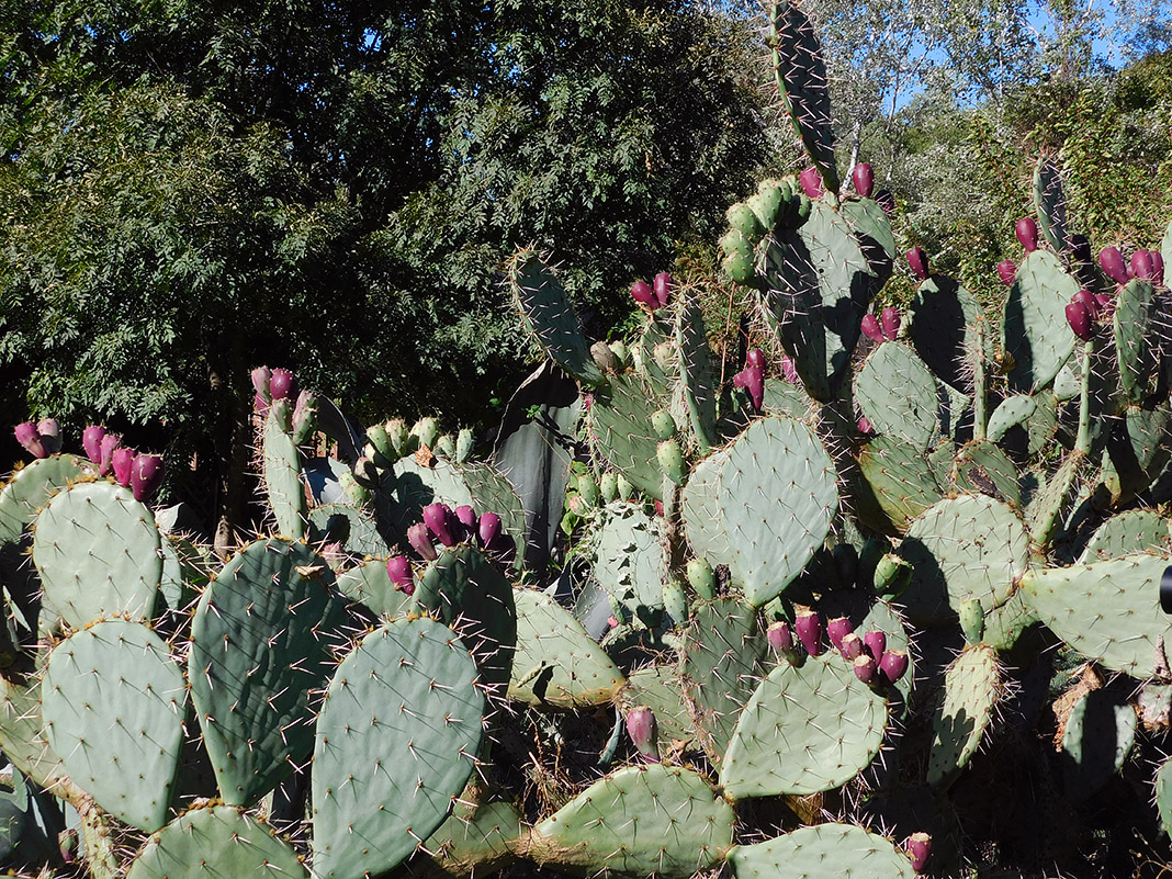 Изображение особи Opuntia discata.