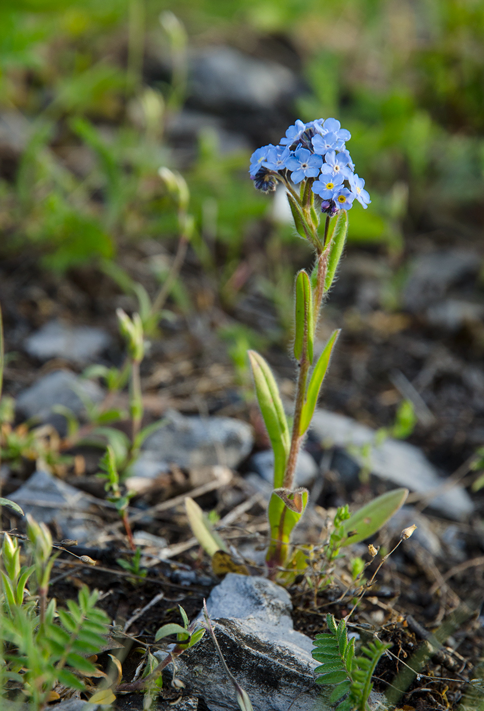 Изображение особи род Myosotis.