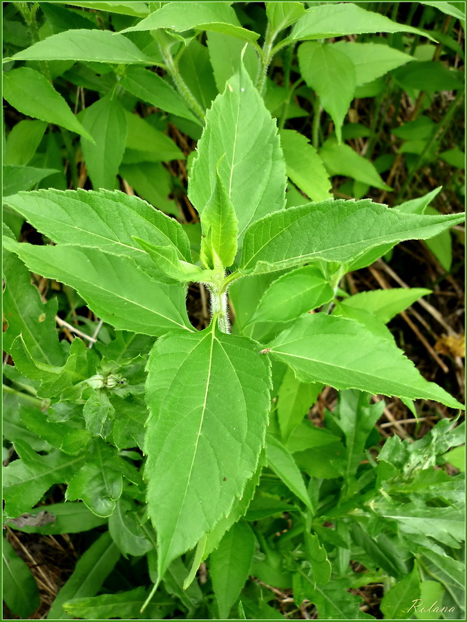 Изображение особи Helianthus tuberosus.