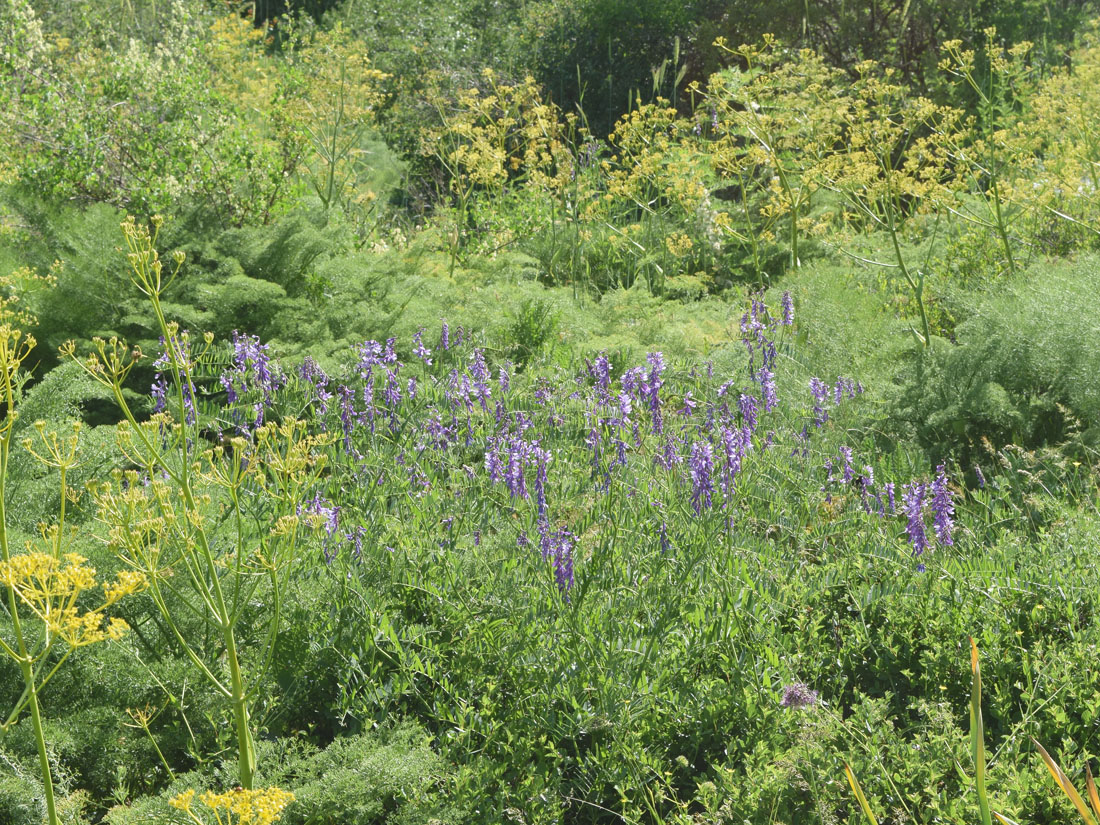 Image of Vicia tenuifolia specimen.