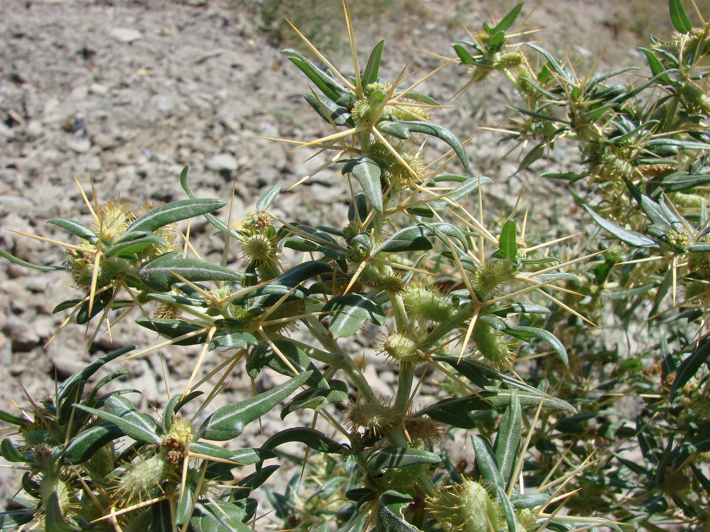 Изображение особи Xanthium spinosum.