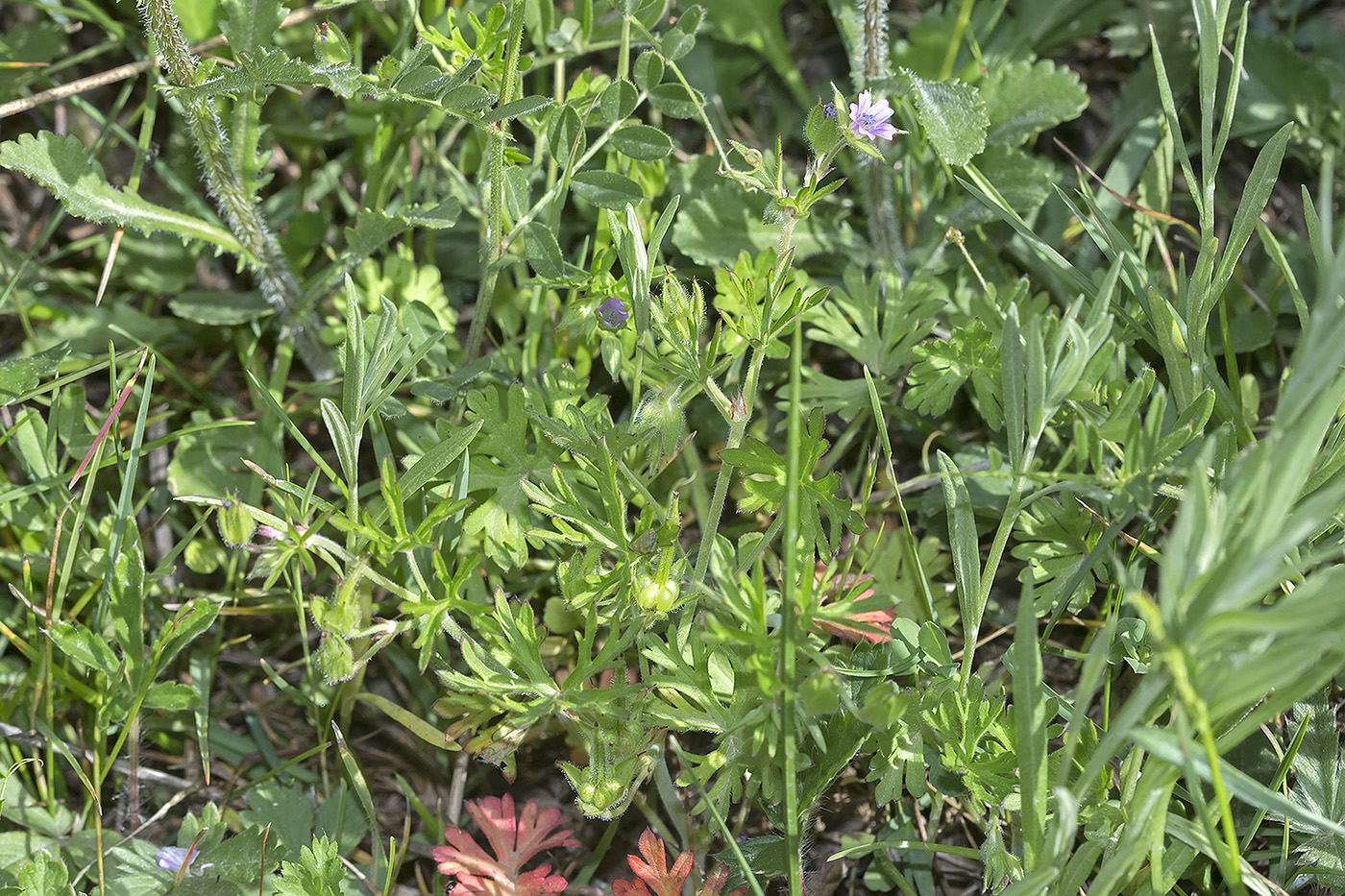 Изображение особи Geranium dissectum.