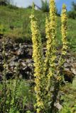 Verbascum nigrum
