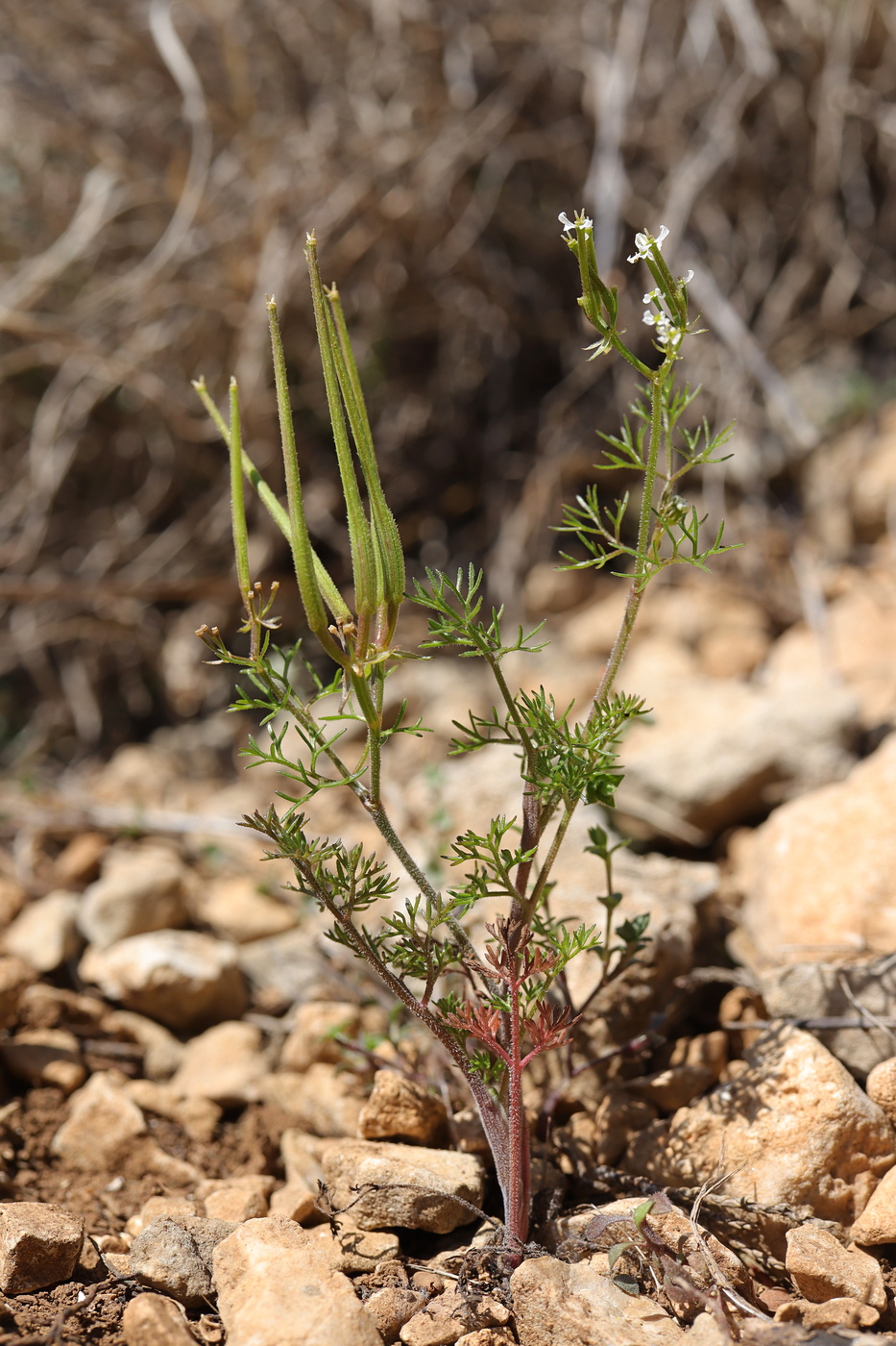 Image of Scandix macrorhyncha specimen.