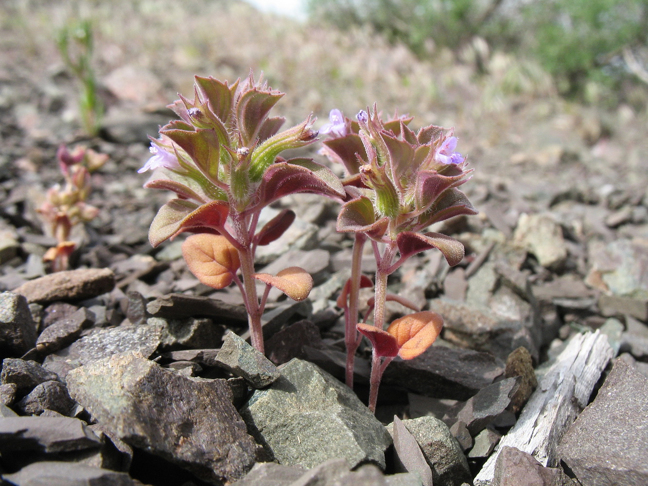Image of Ziziphora graveolens specimen.