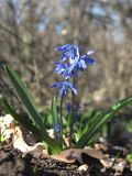 Scilla siberica