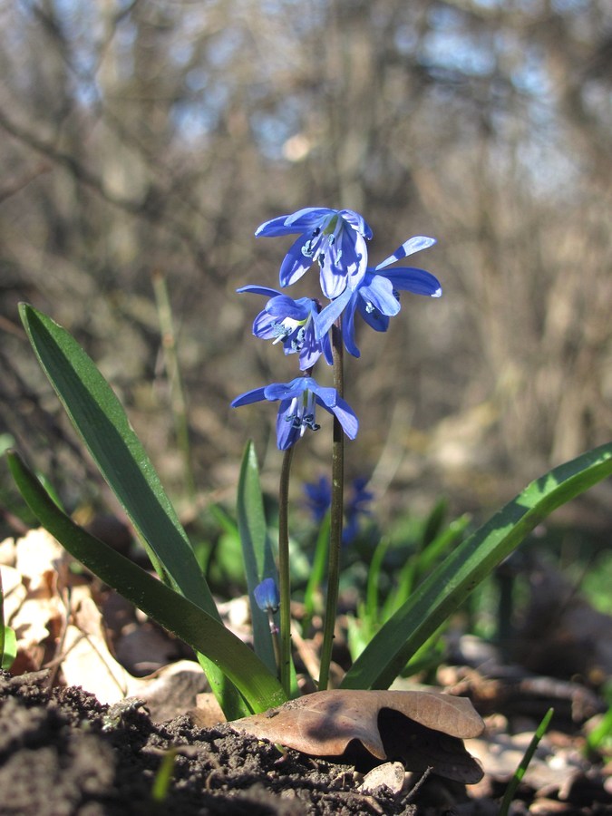 Изображение особи Scilla siberica.