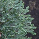Смотреть изображение Conocephalum conicum
