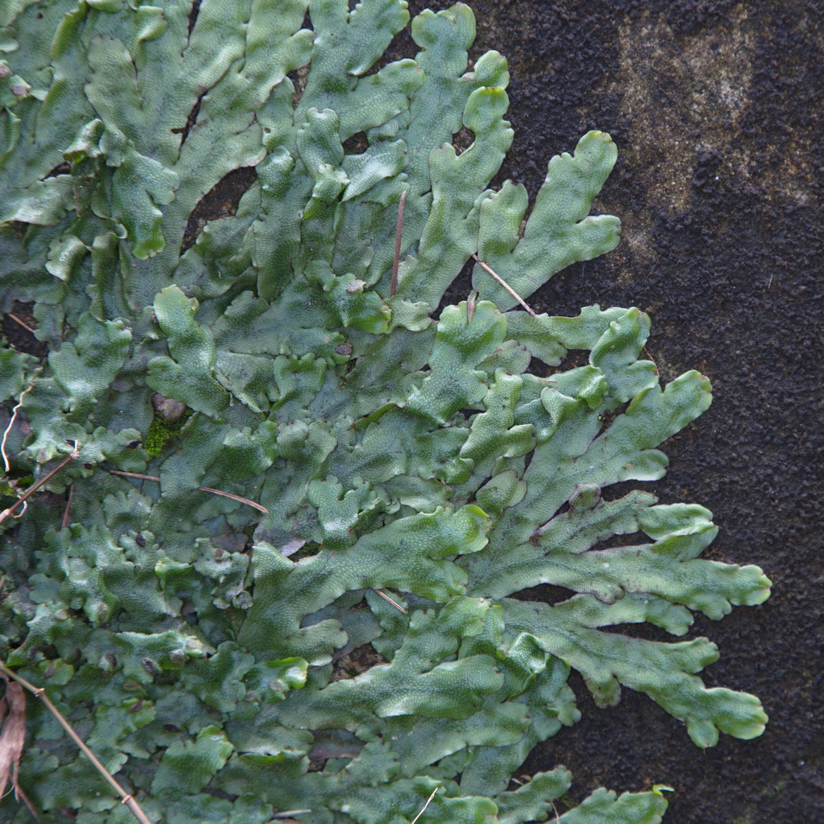 Image of Conocephalum conicum specimen.