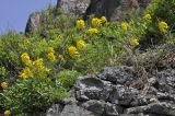Erysimum amurense. Цветущие и плодоносящие растения. Приморский край, окр. пос. Дунай, каменистый склон мыса в бух. Круглой. 24.05.2025.