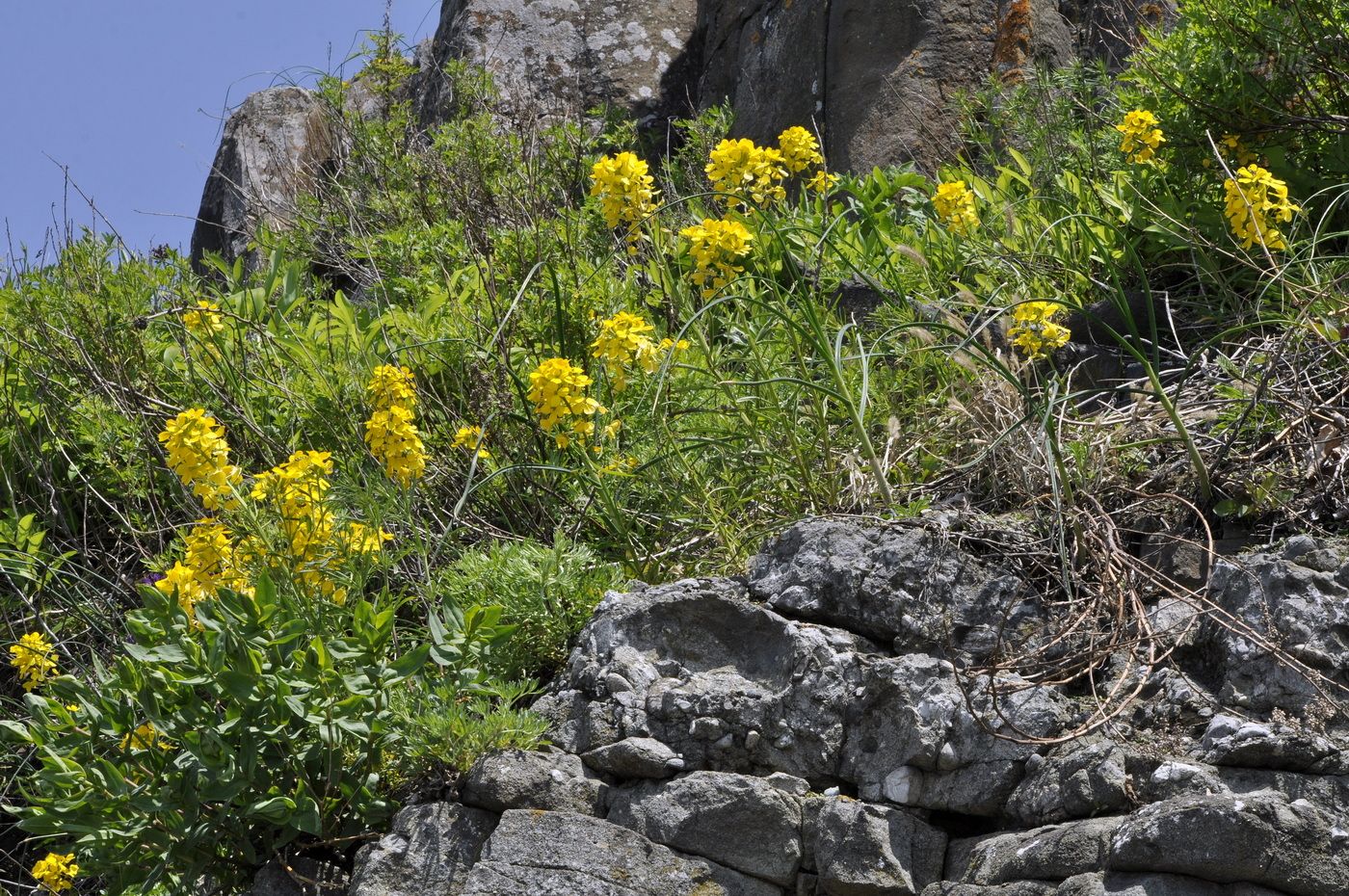Image of Erysimum amurense specimen.