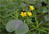 Ranunculus cassubicus