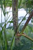 Conium maculatum. Часть стебля с черешком листа и боковым побегом. Московская обл., г. Подольск, усадьба \"Дубровицы\", берег р. Пахра. 16.06.2025.